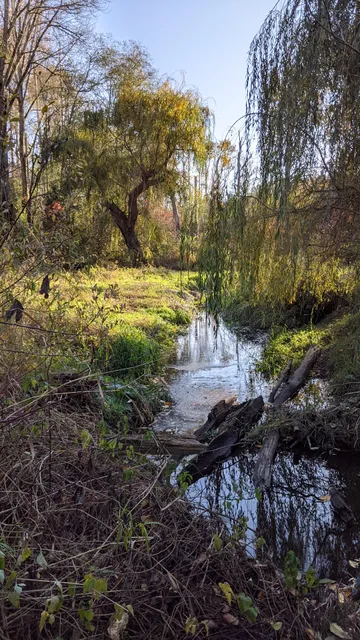 Longfellow Creek Central Forest