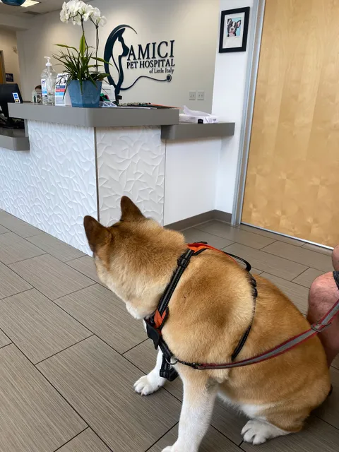 Amici Pet Hospital of Little Italy