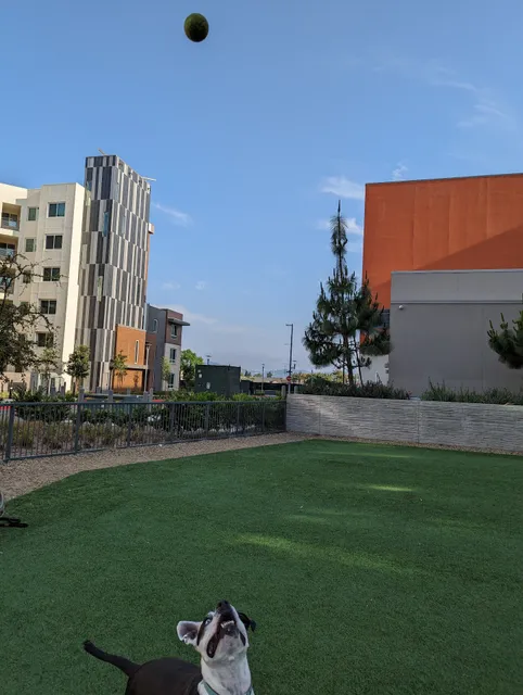 Dog Park at NOHO West