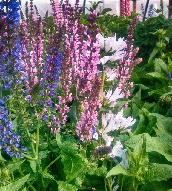 Mountain Grown Gardens