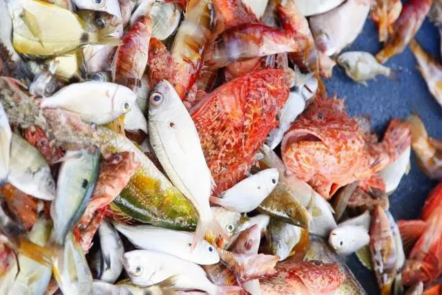 San Marco Ittica S.r.l.u Prodotti Ittici Livorno Toscana