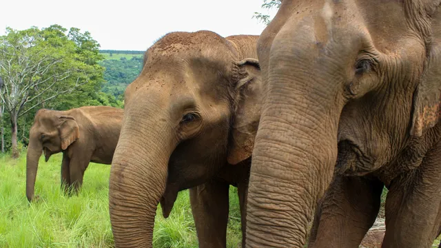 Mondulkiri Elephant & Wildlife Sanctuary - L.E.A.F Cambodia