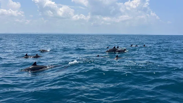 Whale Snorkeling - MirissaSnorkeling.com