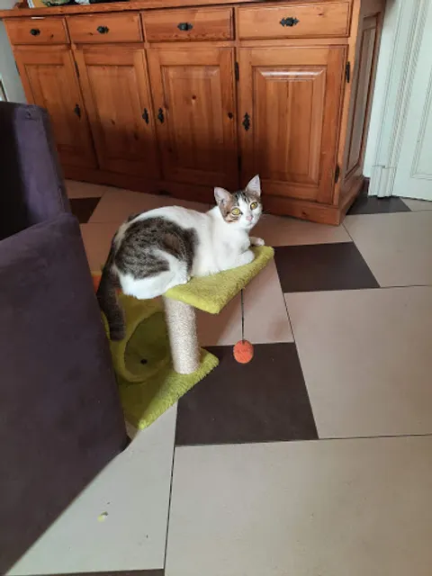 Pizzeria Il Vicolo Di Cellante Roberta