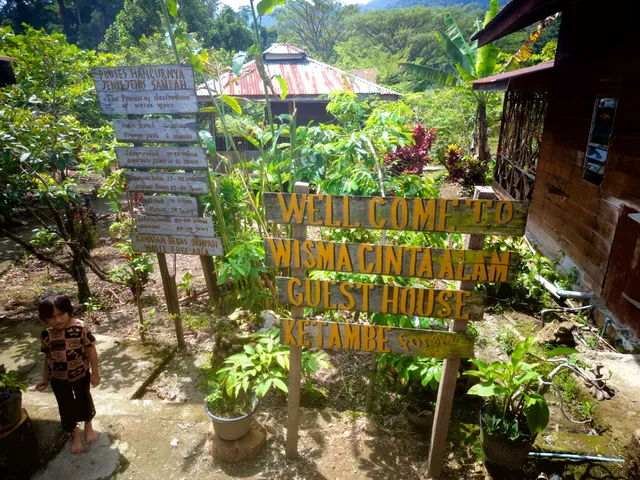 Sumatran Orangutan Wisma Cinta Alam Leuser NP