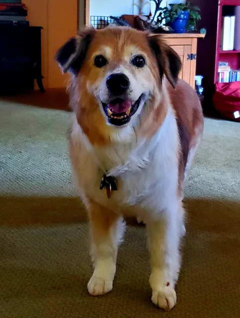 Haw Creek Pet Care Grooming, Boarding kennel and Doggy Daycare