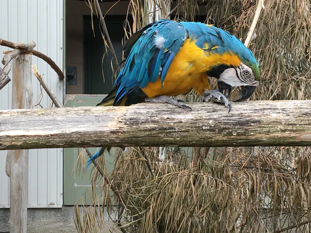 Dunedin Botanic Garden Aviary
