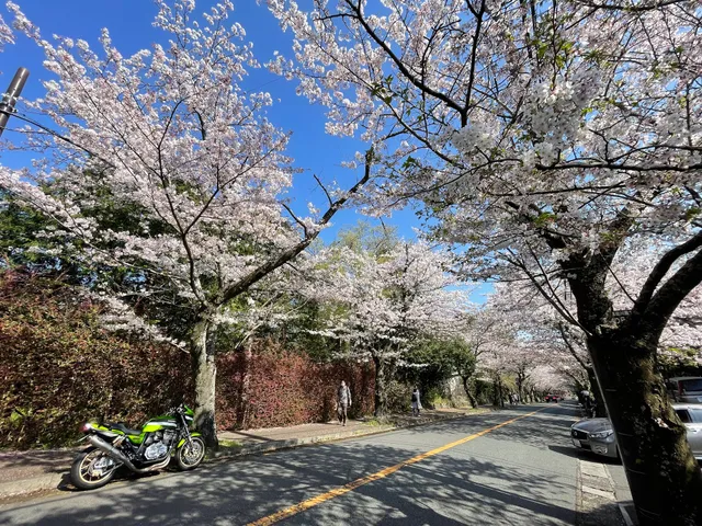 Izukogen cherry trees