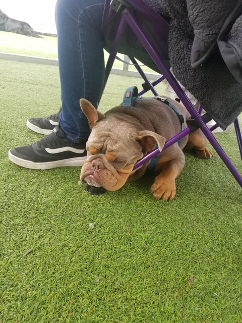 Dog in Suds Pet Grooming