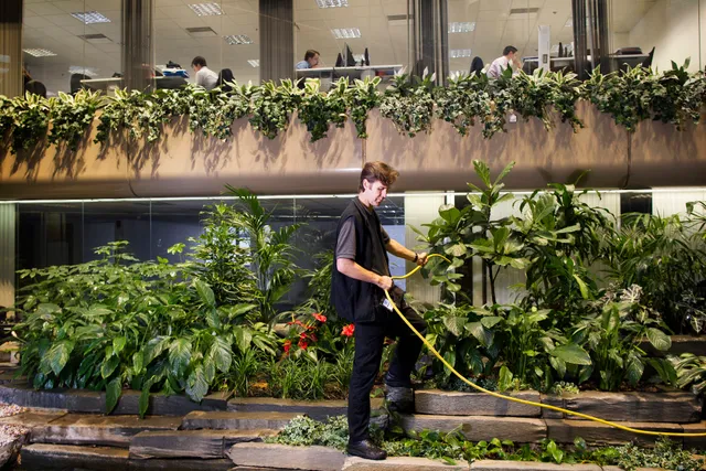 Ambius Indoor Plants Brisbane