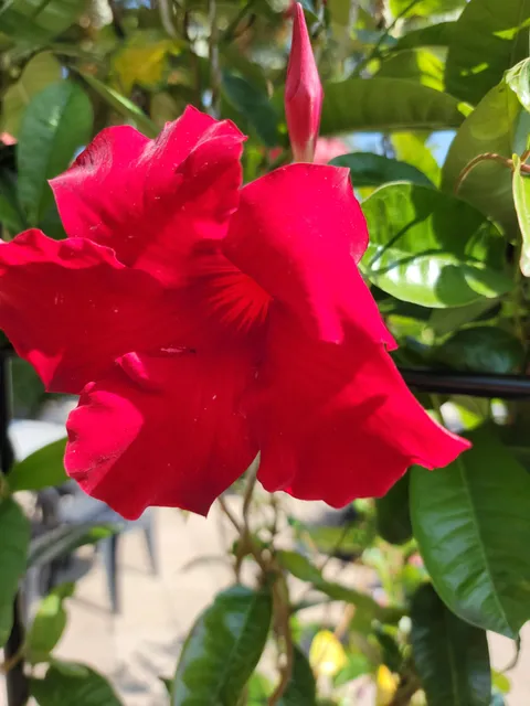 Bernardsville Farmers Market