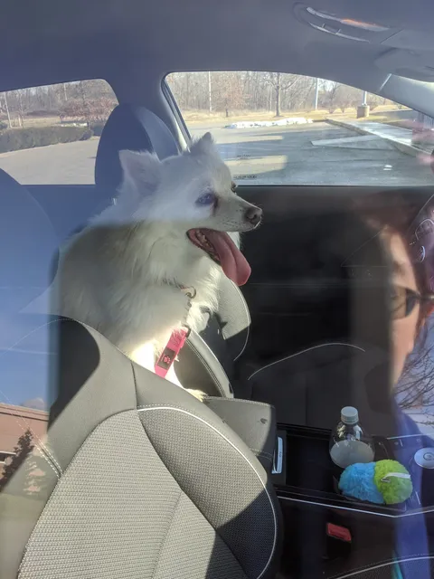 Hendricks County Animal Control