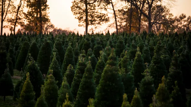 Wonderland Christmas Tree Farm