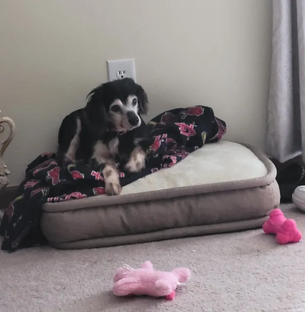 Muscatine Humane Society