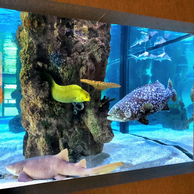 Fluid Dynamics Aquarium Services and Store