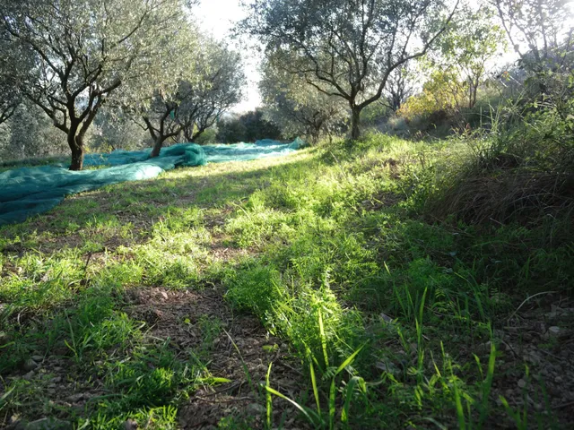 domaine oléicole bilogique et moulin de Pontet Fronzèle