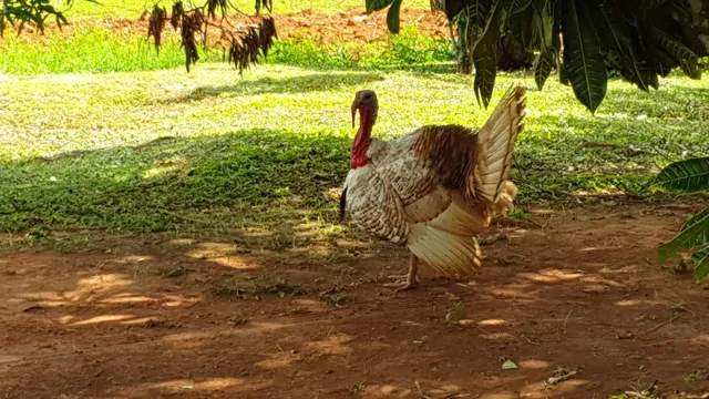 Finca de tabaco Benito Nodars