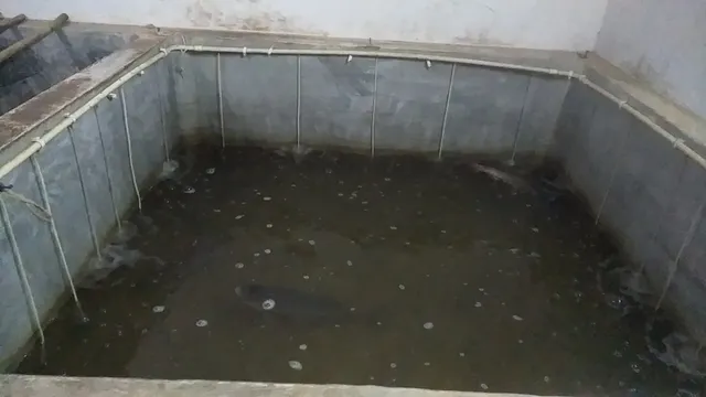 Godavari Live Fish Fry Food