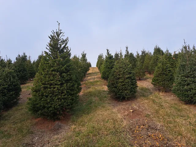 Pioneer Evergreen Farms