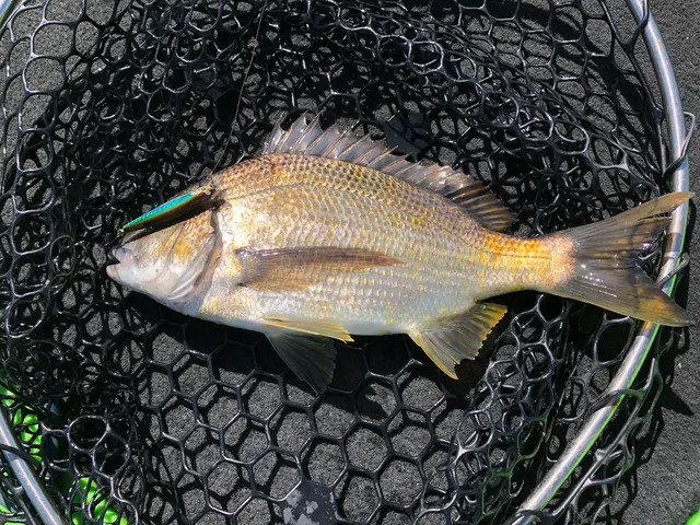 Royal Hobart Regatta Grounds