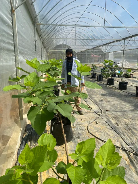 TerriFig Farm & Homestay with private pool (Kebun Buah Tin Terri-fig)