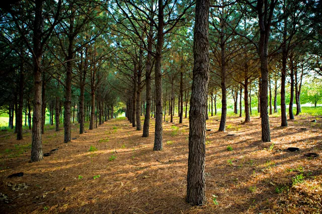 Horticulture & Agroforestry Research Farm