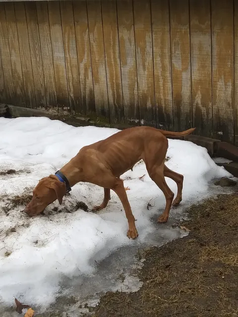 La Crescent Animal Rescue