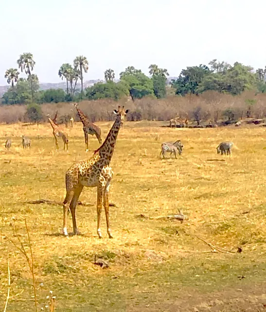 Ultimate Africa Safaris