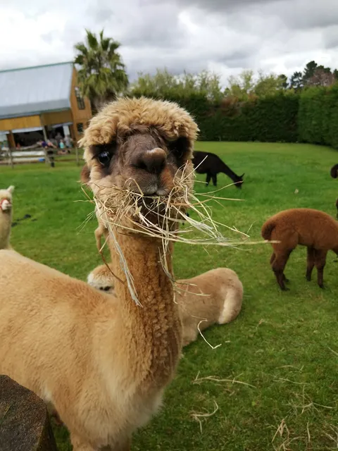 Awaawaroa Alpaca Farm