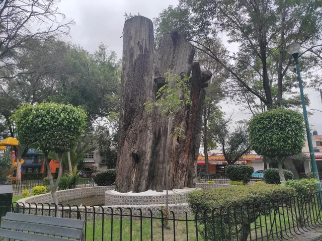 Glorieta De Los Ahuehuetes