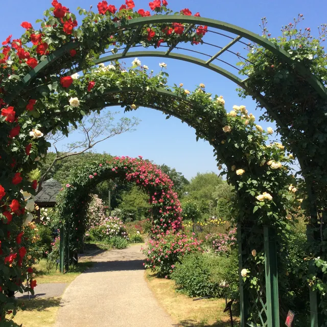 English Rose Garden