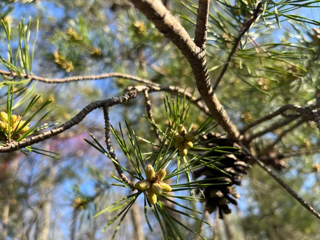 Bluebird Trail Trailhead