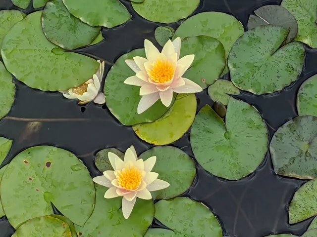 Arthur Meighen Gardens