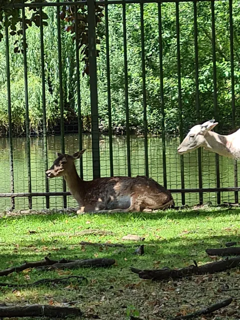 Tiergehege am Schwanenteich