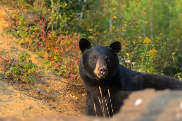 Domaine de l'ours noir - Observation ours noir - hébergement