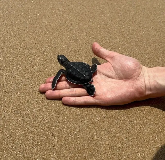 Sea Turtle Hatchery Centre, Mahamodara