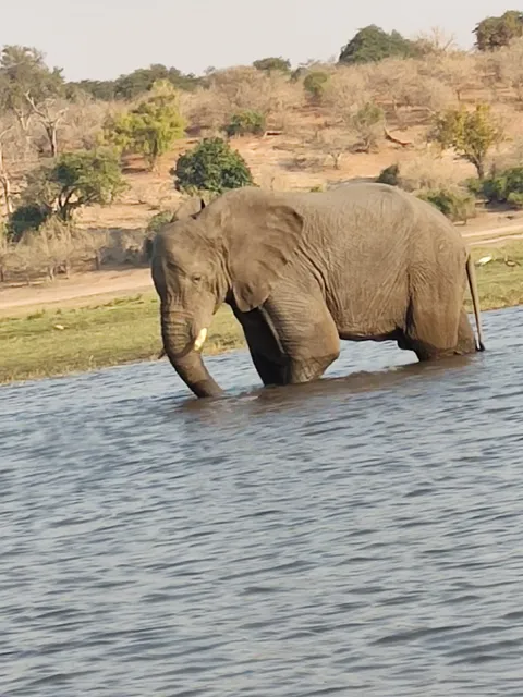 Chobe