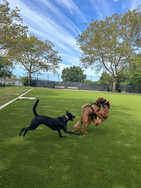 Frank Decolvenaere Dog Run