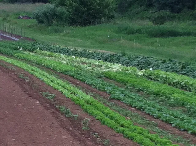 Vollmecke Farm & CSA