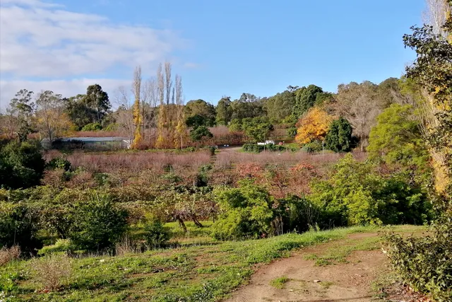 Willow Springs Orchard