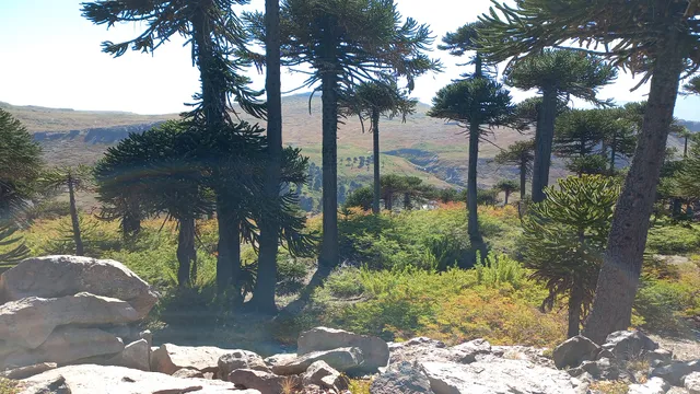 Caviahue Neuquen Argentina