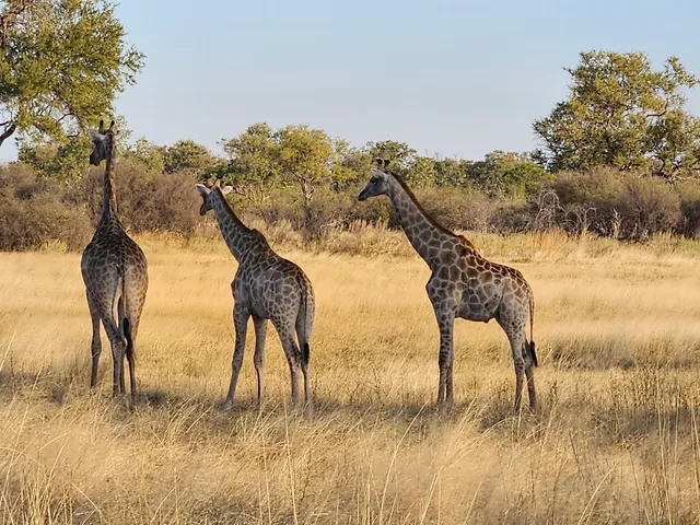 Selinda Game Reserve (Private) NG/16