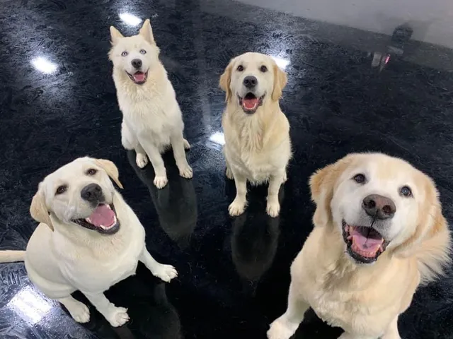 INN The Dog House - Lake Worth