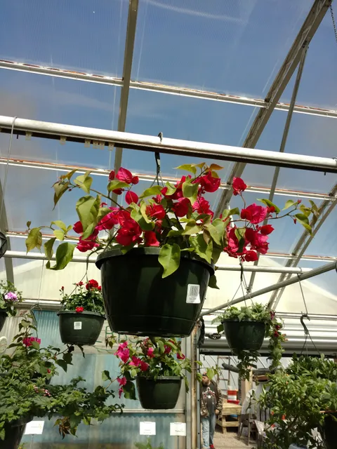 Laughing Earth Gardens