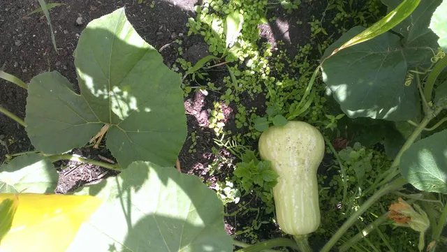 Leo Street P-Patch Community Garden