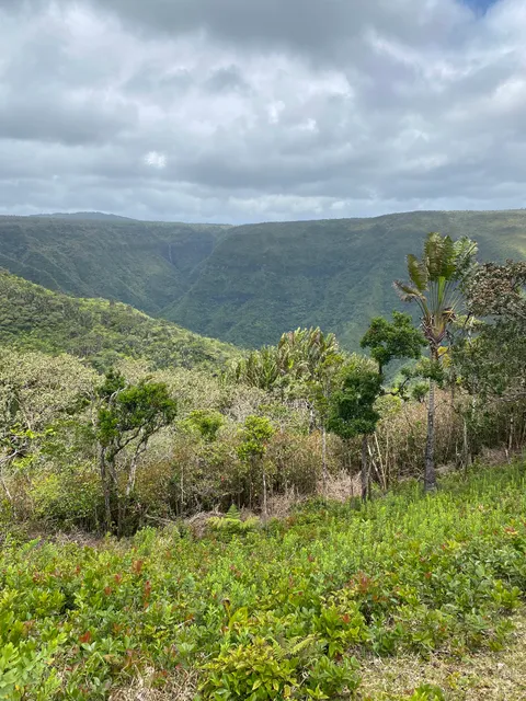 Macchabée Forest Hike