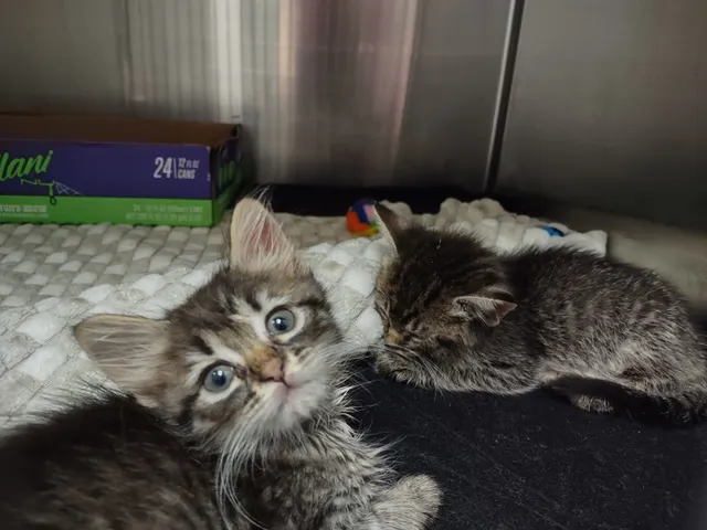 Tiny Paws Kitten Rescue