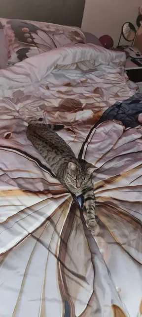 Refuge Saint Roch, SPA