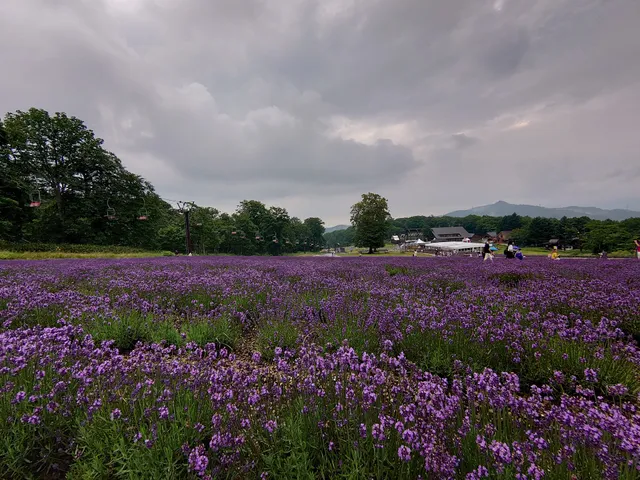 Tambara Lavender Park