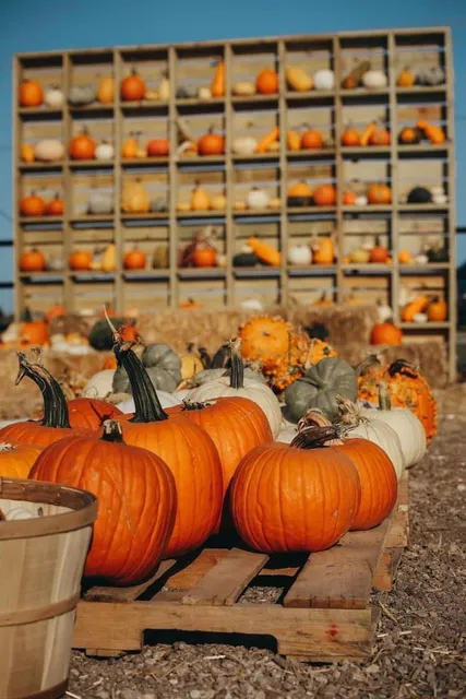 Pitchfork Pumpkin Patch